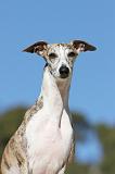 WHIPPET 105